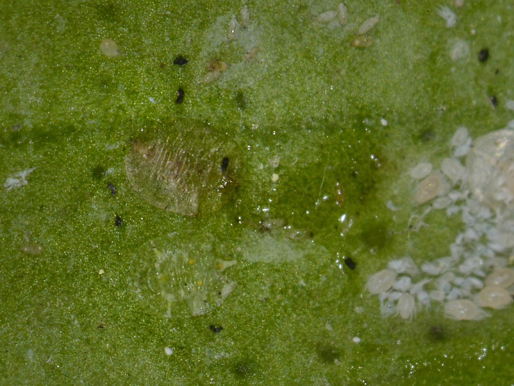 Aleyrodidae?